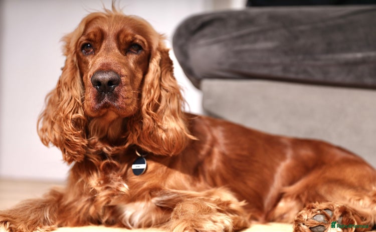 Cocker Spaniel dogs - Advert 4