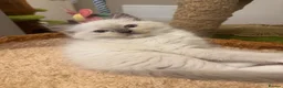 Ragdoll cats for sale: Pure Ragdoll Boys Available now  - Advert 29