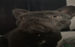 French Bulldog dogs for sale: 2 Year old Male FrenchBulldog - Image 4