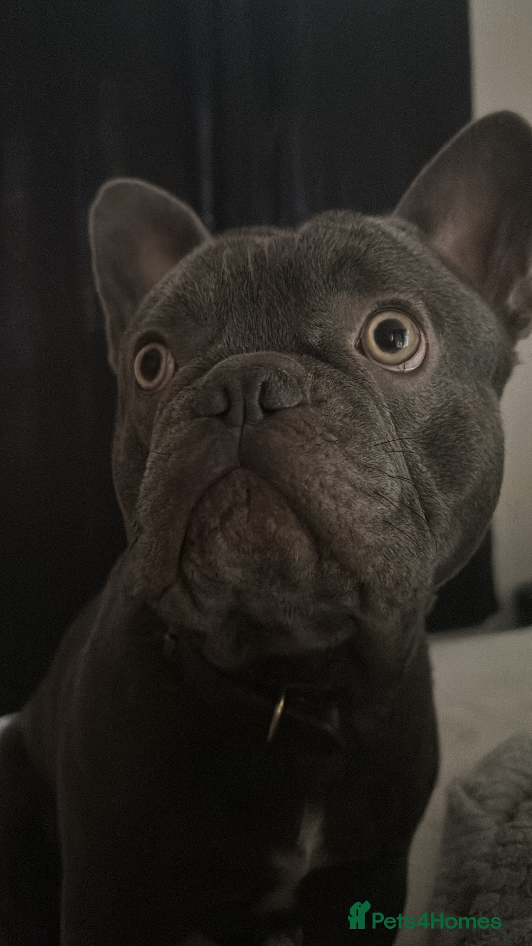 French Bulldog dogs for sale: 2 Year old Male FrenchBulldog - Image 4