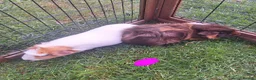 Guinea Pig rodents for sale: Male and female guinea pigs for sale  - Advert 8
