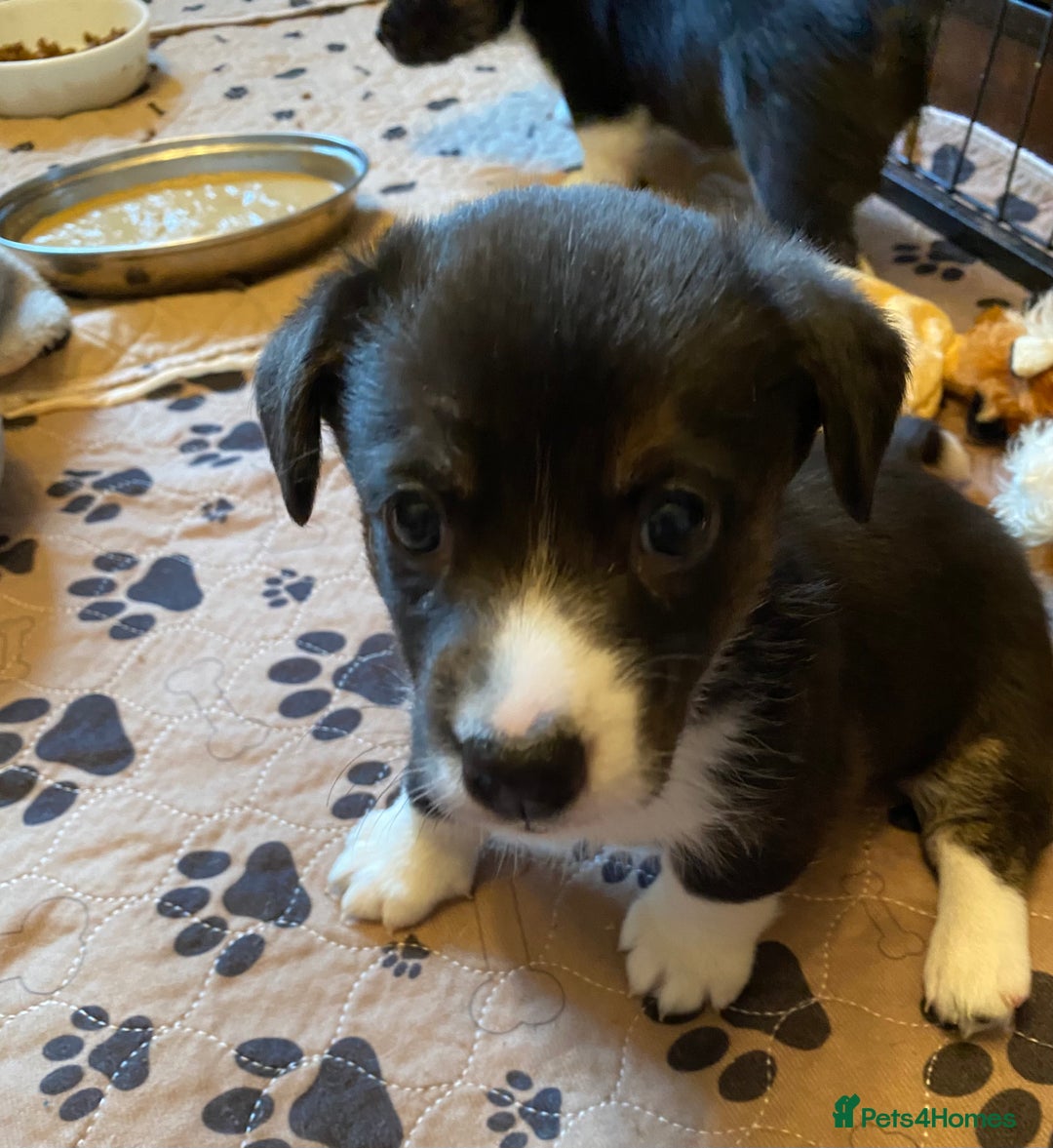 Welsh Corgi Cardigan dogs for sale: Welsh Cardigan Corgis by 5 ⭐️ Licensed Breeder - Advert 15