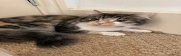 Mixed Breed cats for sale: Free beautiful cat in Colchester - Advert 4