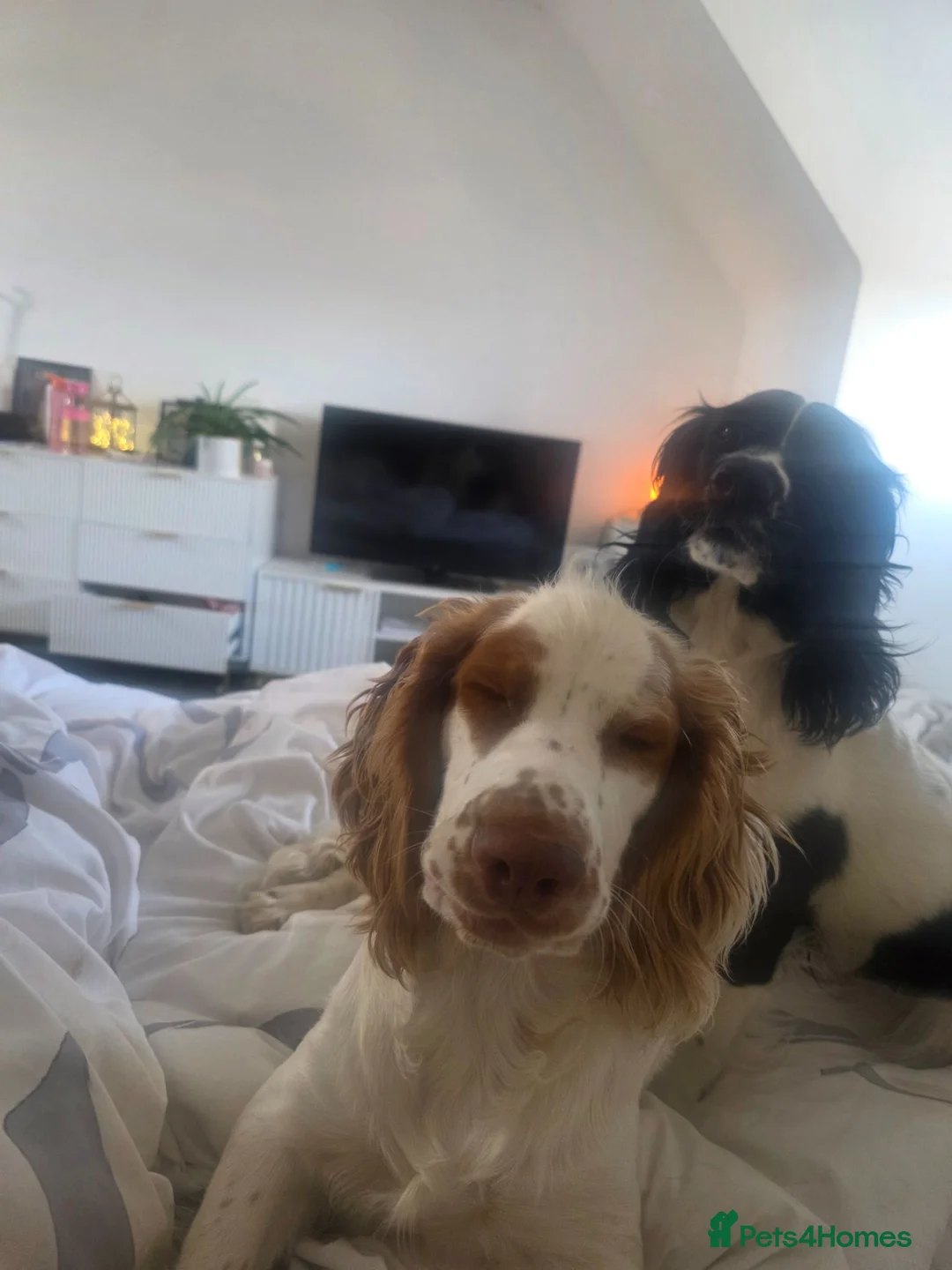 Cocker Spaniel dogs for sale: TWO cocker spaniels  - Advert 2