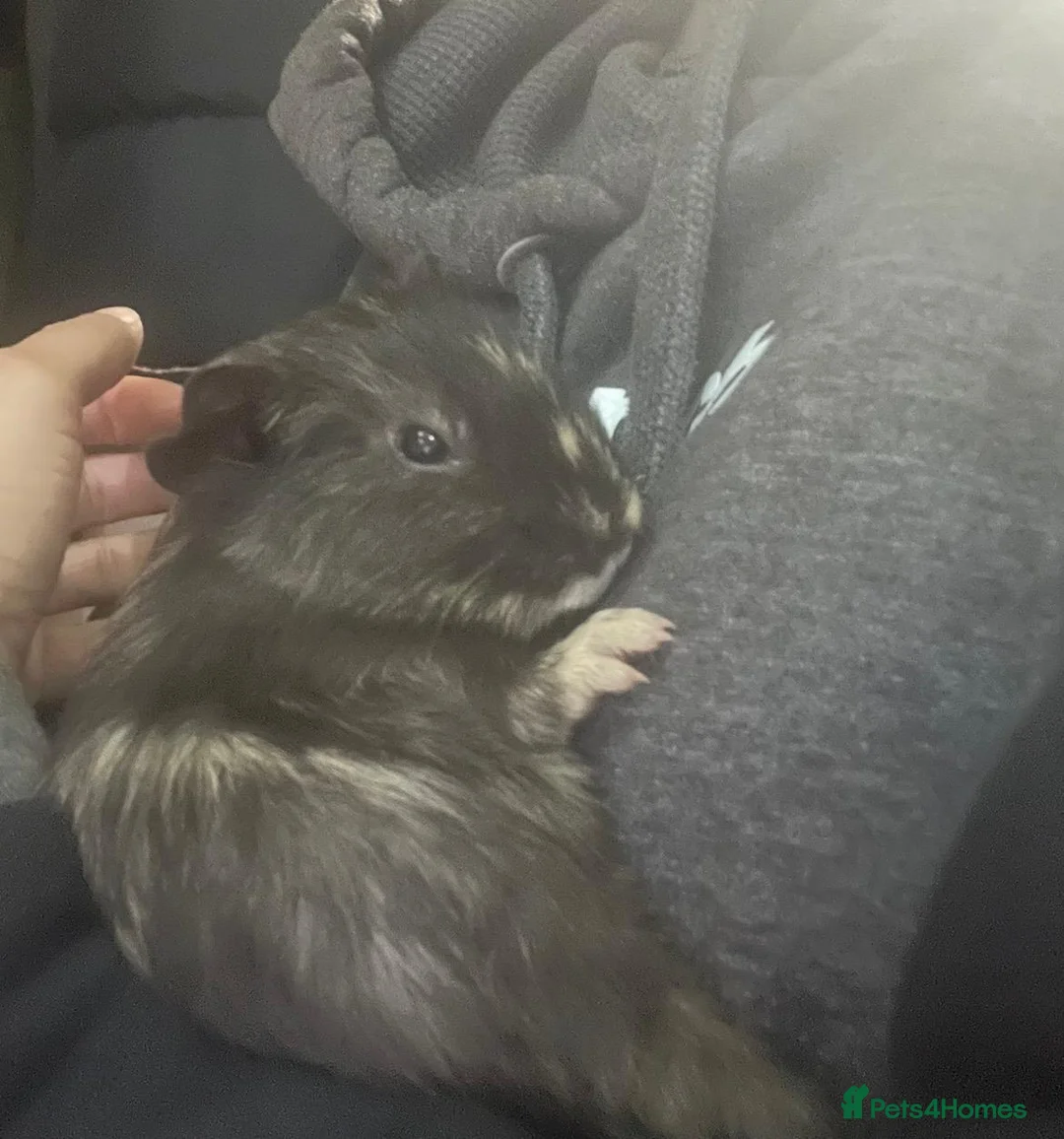 Guinea Pig rodents for sale: 2 male guinea pigs  in Guildford - Advert 2