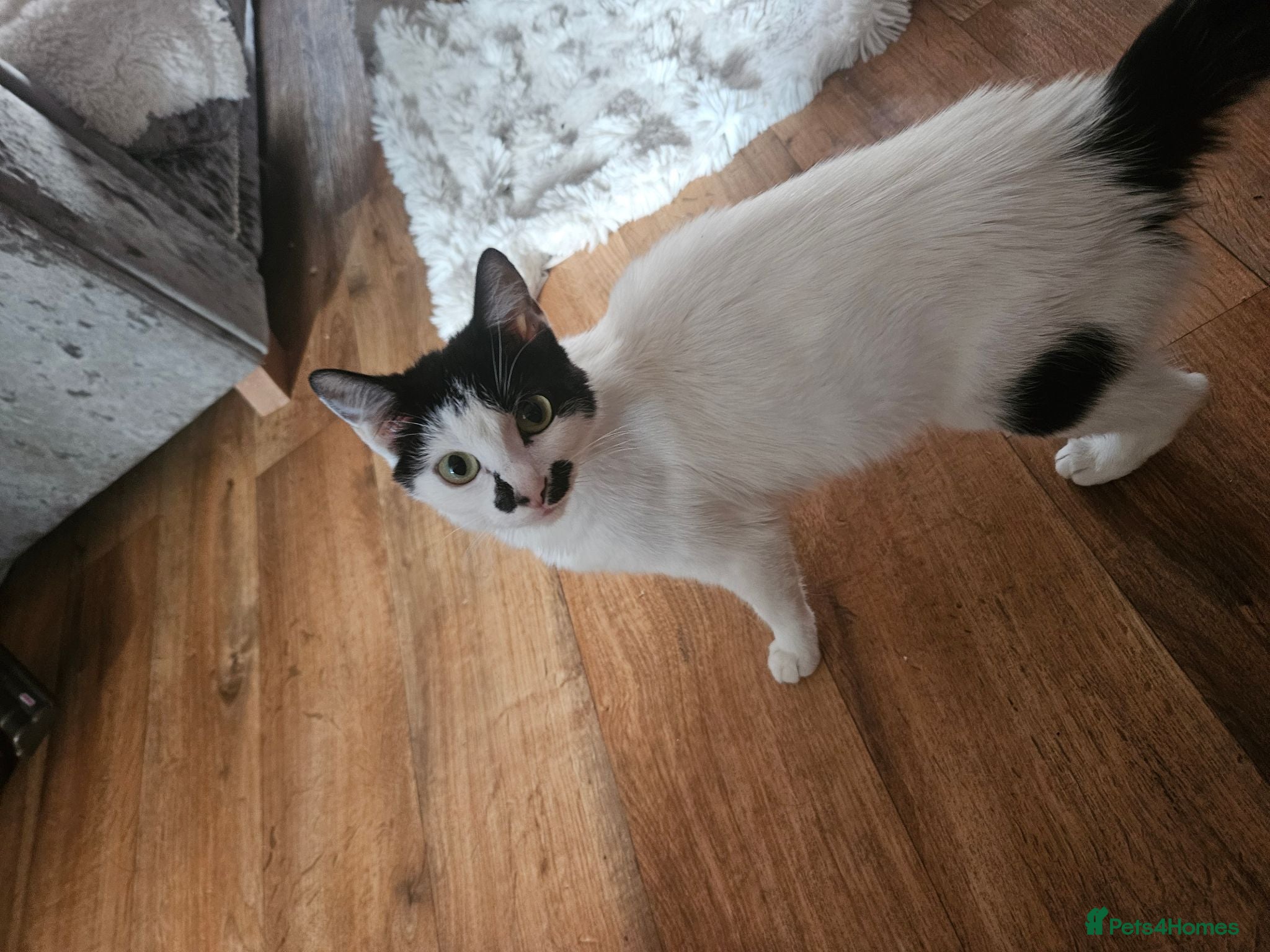Mixed Breed cats Kittens looking for a good forever home - Advert 3