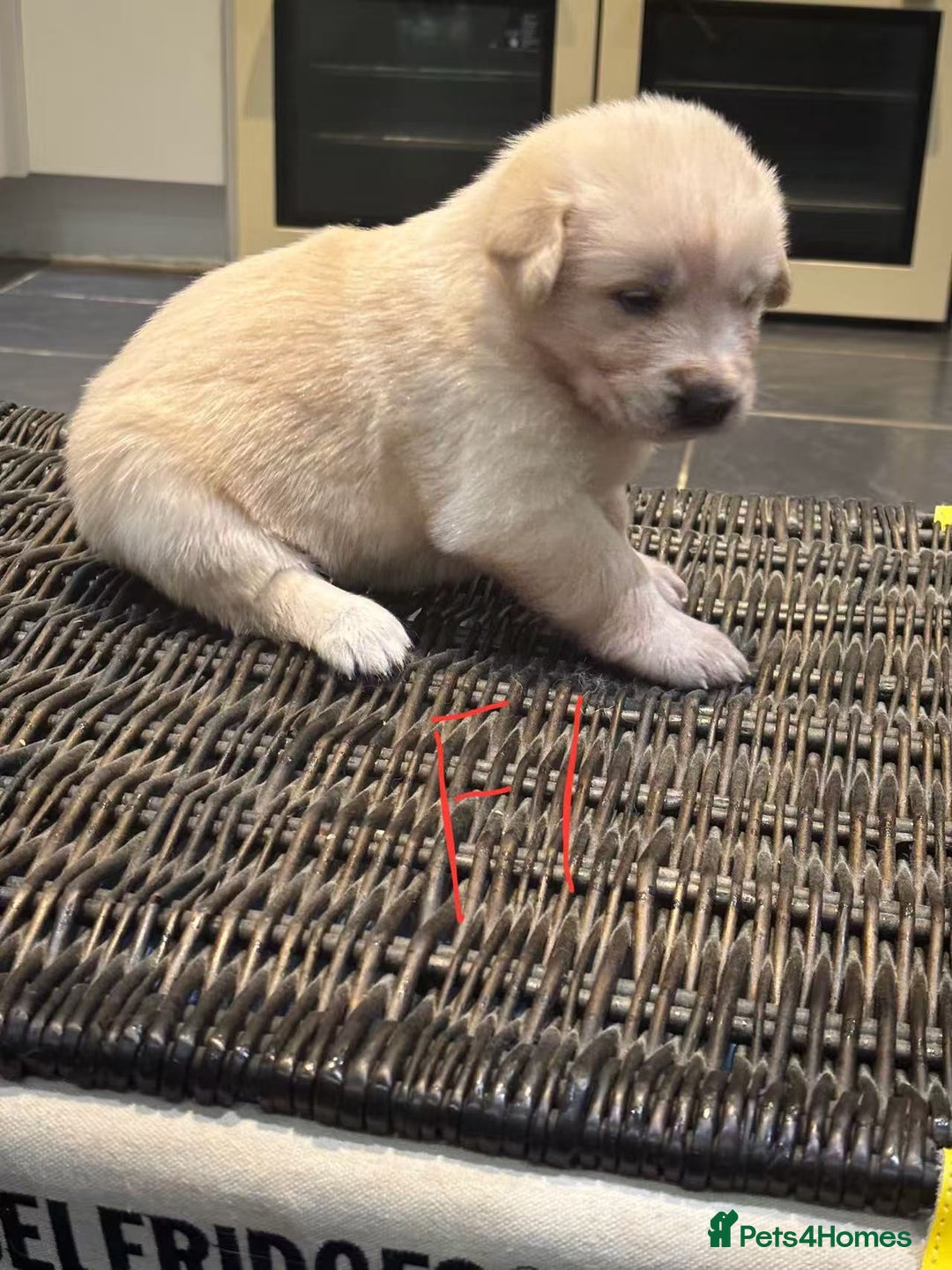 Mixed Breed dogs for sale: puppies for sale - Advert 20