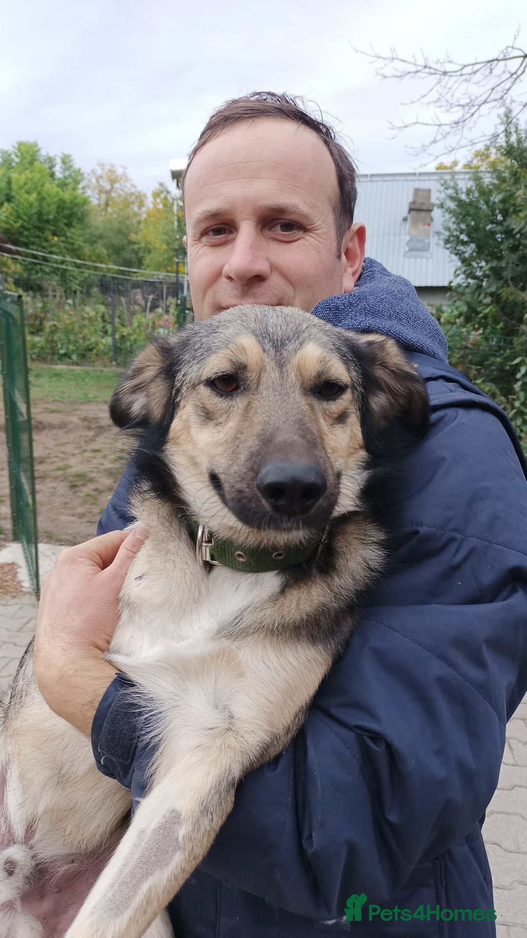 Mixed Breed dogs for adoption: HONEY !  a Lovely 3 LEGGED Boy - for a Loving Home - Advert 2