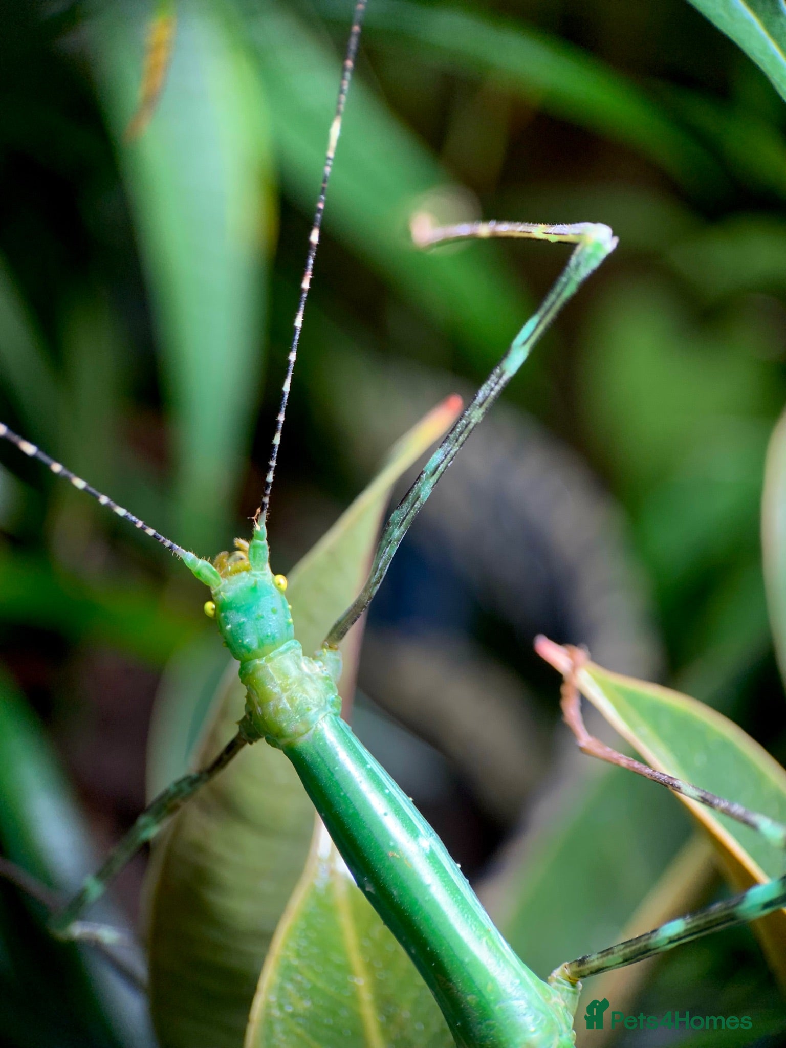 Stick Insects invertebrates 8x Nymphs of Myronides Glaucus ‘Peleng’ - Advert 17