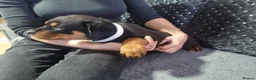 Rottweiler dogs for sale: Stunning Kc reg rottweiler puppies  - Advert 11