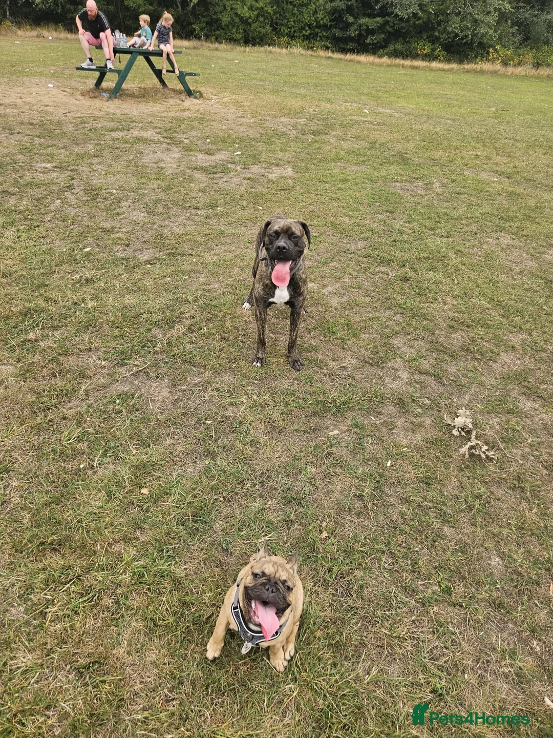 Cane Corso dogs for sale: 2 years old cane corso  in Romford - Advert 4