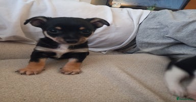 Jack Russell dogs - Advert 11