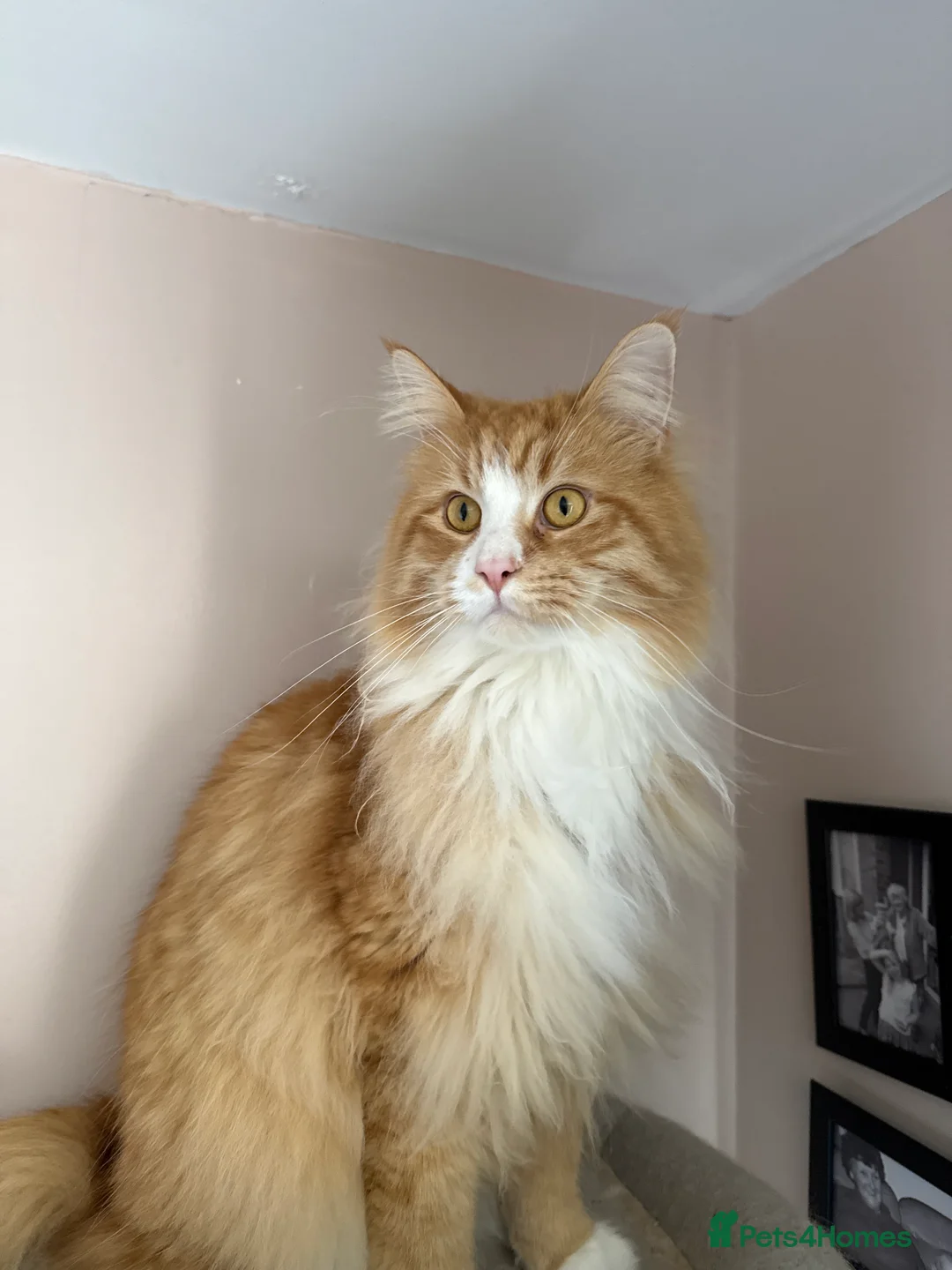 Maine Coon cats for sale: Teddy - Advert 1