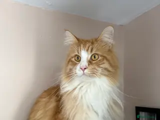 Maine Coon cats Teddy in Swadlincote - Advert 1