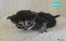 Maine Coon cats for sale: Maine Coon Kittens Smokes Large Russian Lines - Image 23