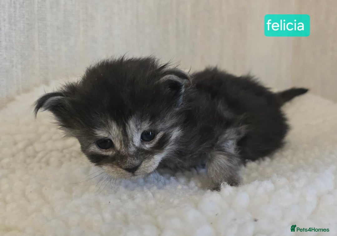 Maine Coon cats for sale: Maine Coon Kittens Smokes Large Russian Lines - Image 23
