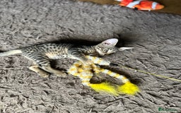 Savannah cats for sale: Savannah F4 girl kittens - Image 12