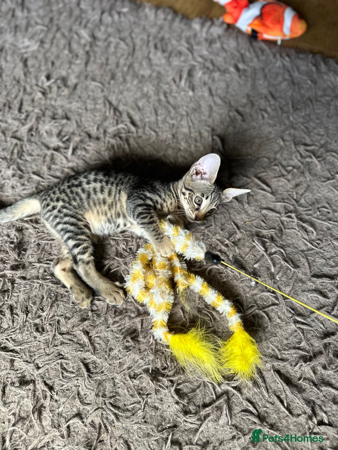 Savannah cats for sale: Savannah F4 girl kittens - Image 12