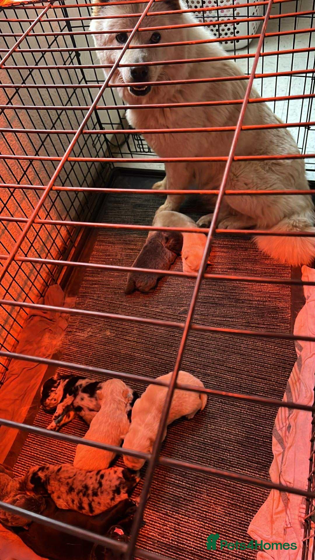 Chow Chow dogs for sale: Chow Puppies – Cream, Grey & Merle Available - Advert 2