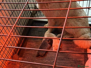 Chow Chow dogs Chow Puppies – Cream, Grey & Merle Available - Advert 1