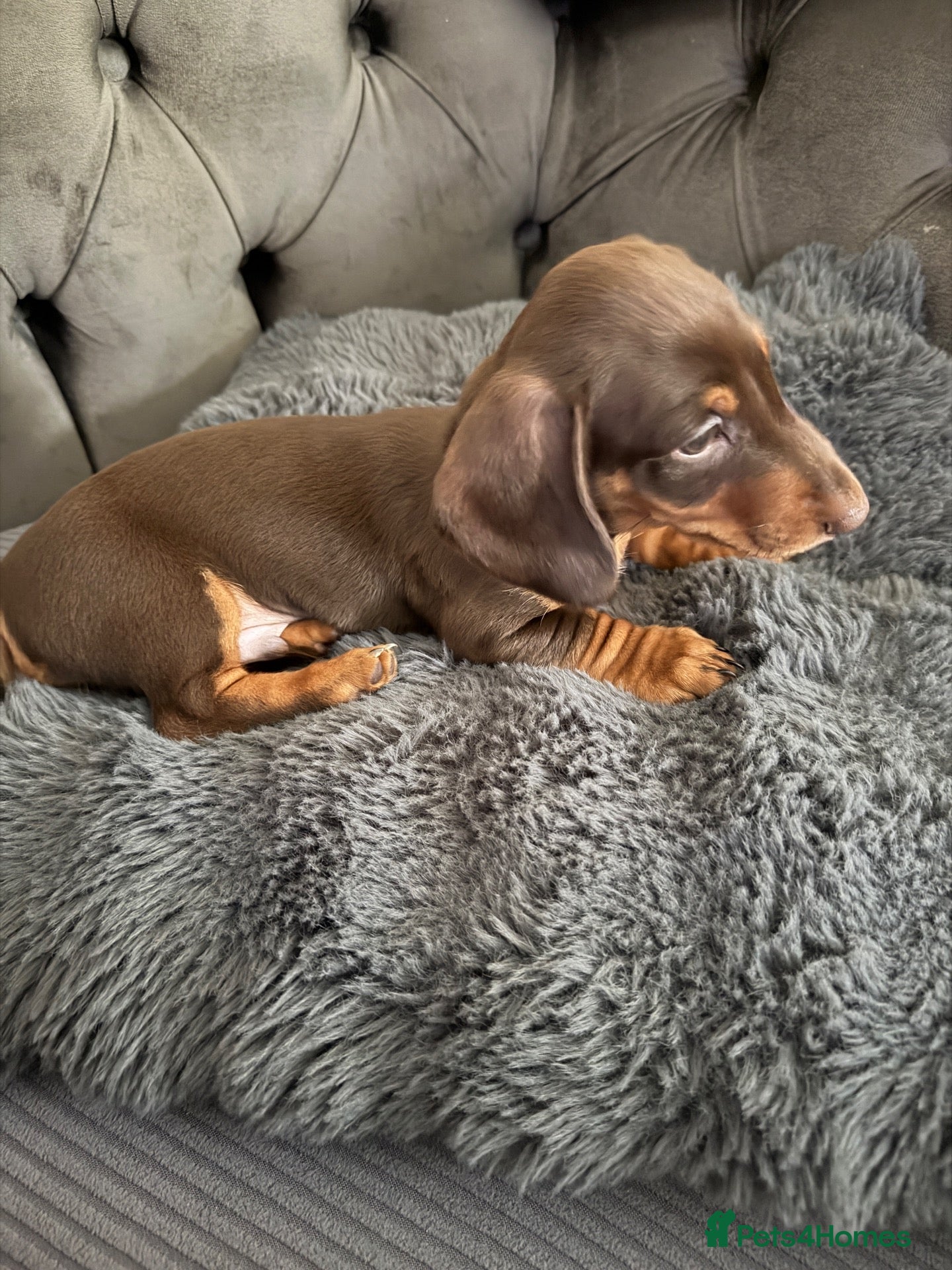 Miniature Dachshund dogs KC Reg Miniature Chocolate & Tan Dachshunds - Advert 1