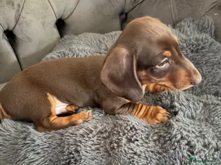 Miniature Dachshund dogs KC Reg Miniature Chocolate & Tan Dachshunds - Advert 1