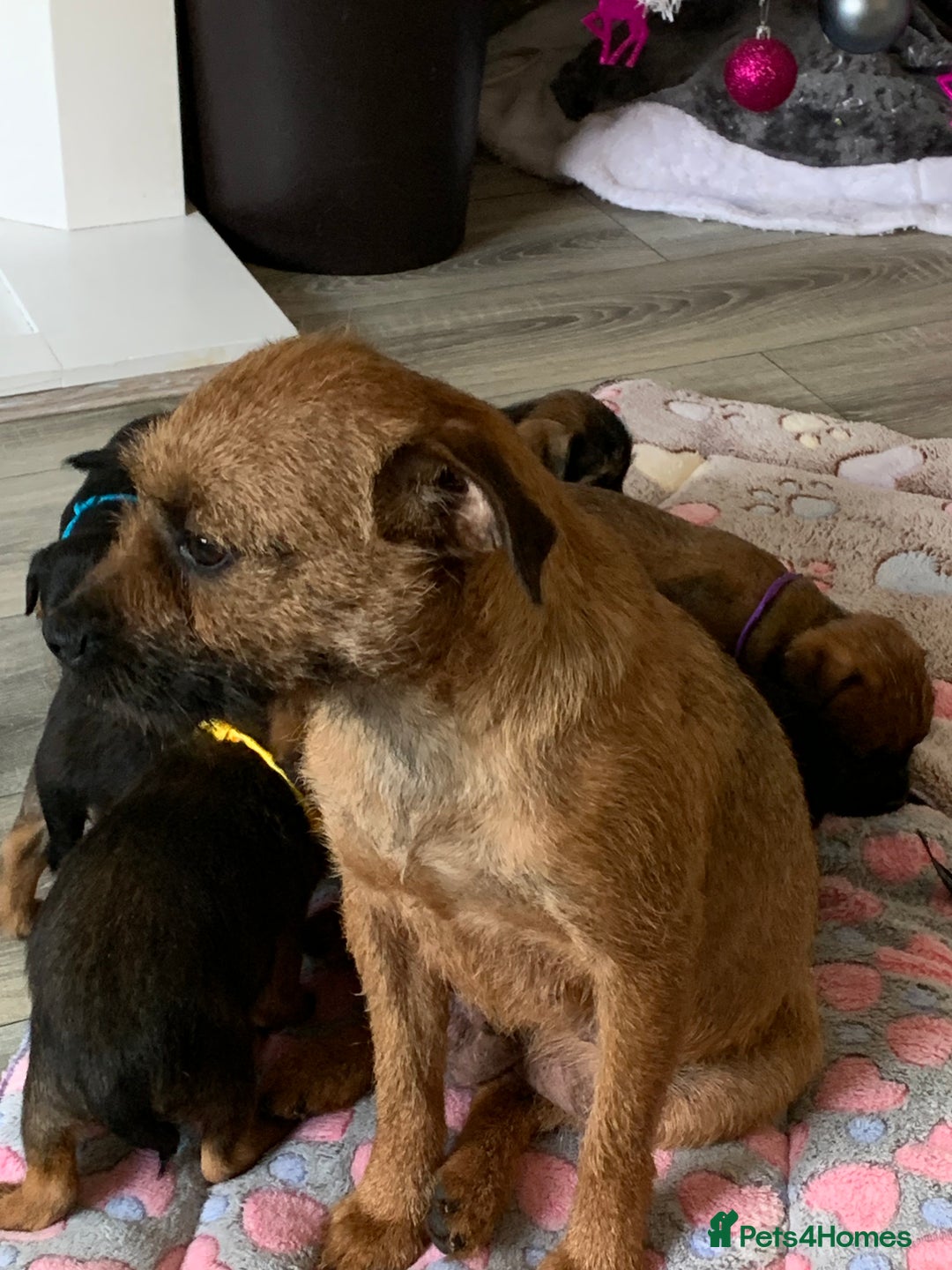 Border Terrier dogs for sale: Healthy Companions KC registered  - Advert 24