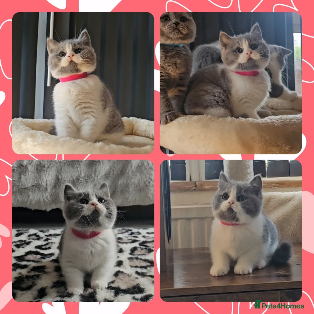 British Shorthair cats for sale: 4 perfect british shorthair kittens  - Advert 8