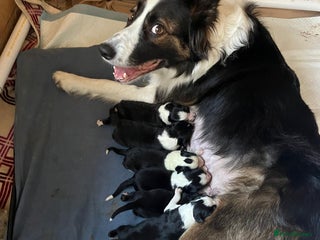 Border Collie dogs Adorable Border Collies for Sale - Advert 16