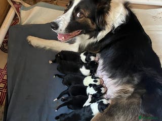 Border Collie dogs Adorable Border Collies for Sale - Advert 4