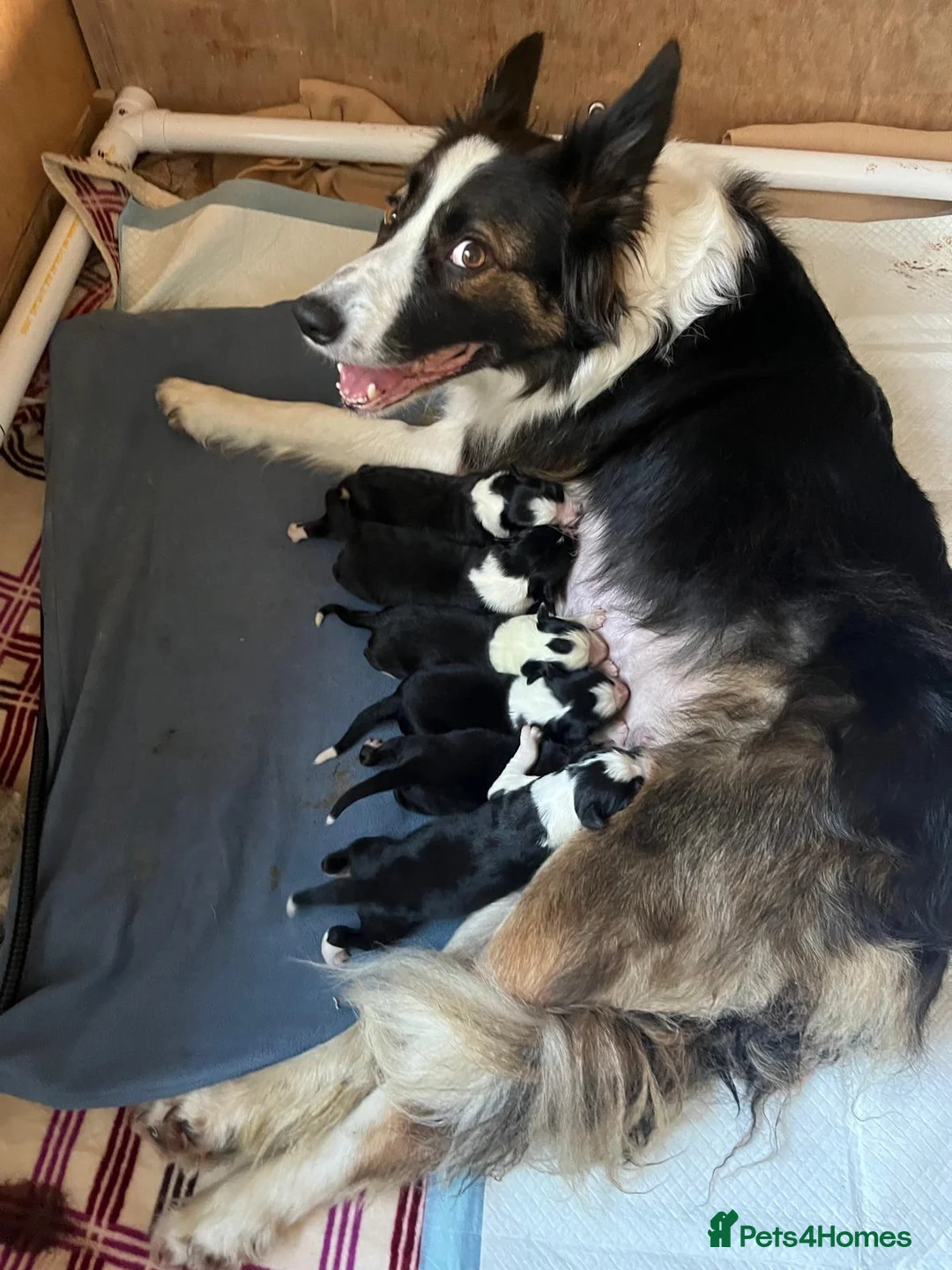 Border Collie dogs for sale: Adorable Border Collies for Sale - Advert 1