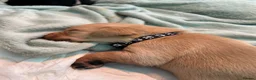 Labrador Retriever dogs for sale: 8 gorgeous Labrador puppies  in Hull - Advert 17