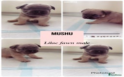 French Bulldog dogs for sale: Champion line fluffy kc French bulldog top quality - Image 5