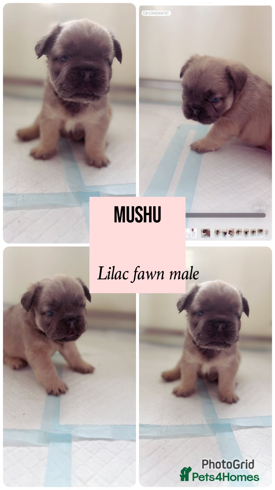 French Bulldog dogs for sale: Champion line fluffy kc French bulldog top quality - Image 5