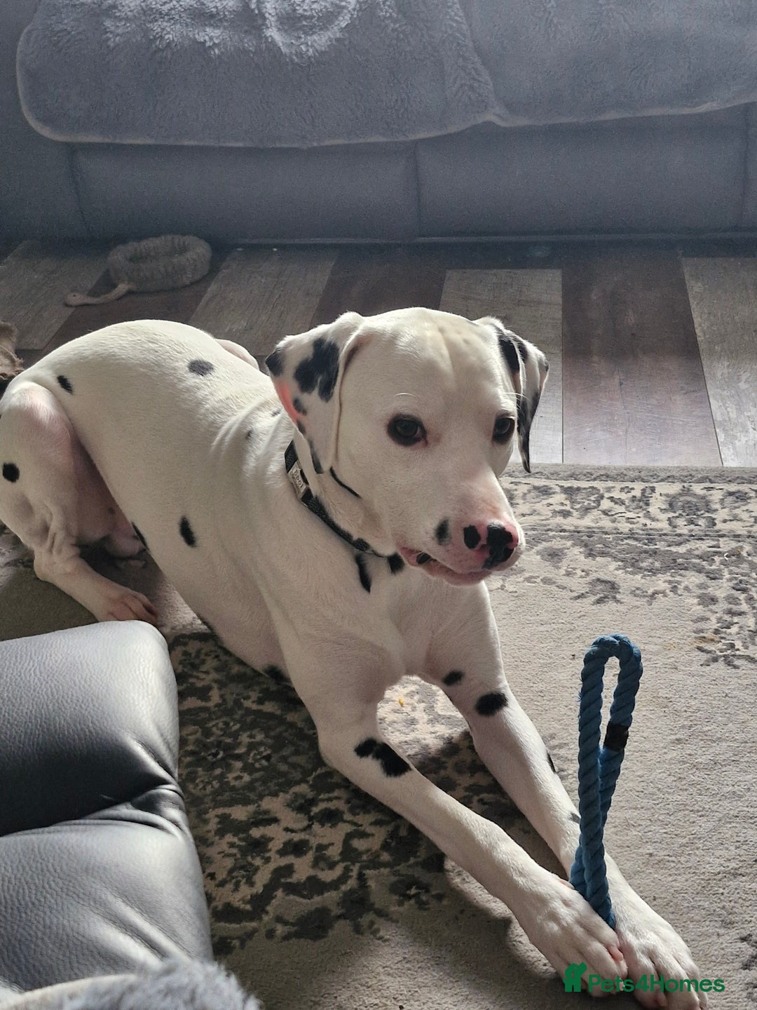 Dalmatian dogs for sale: 12 month dalmation needs a new home - Advert 2