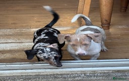 Mixed Breed dogs for sale: 2 beautiful puppy’s  - Image 2