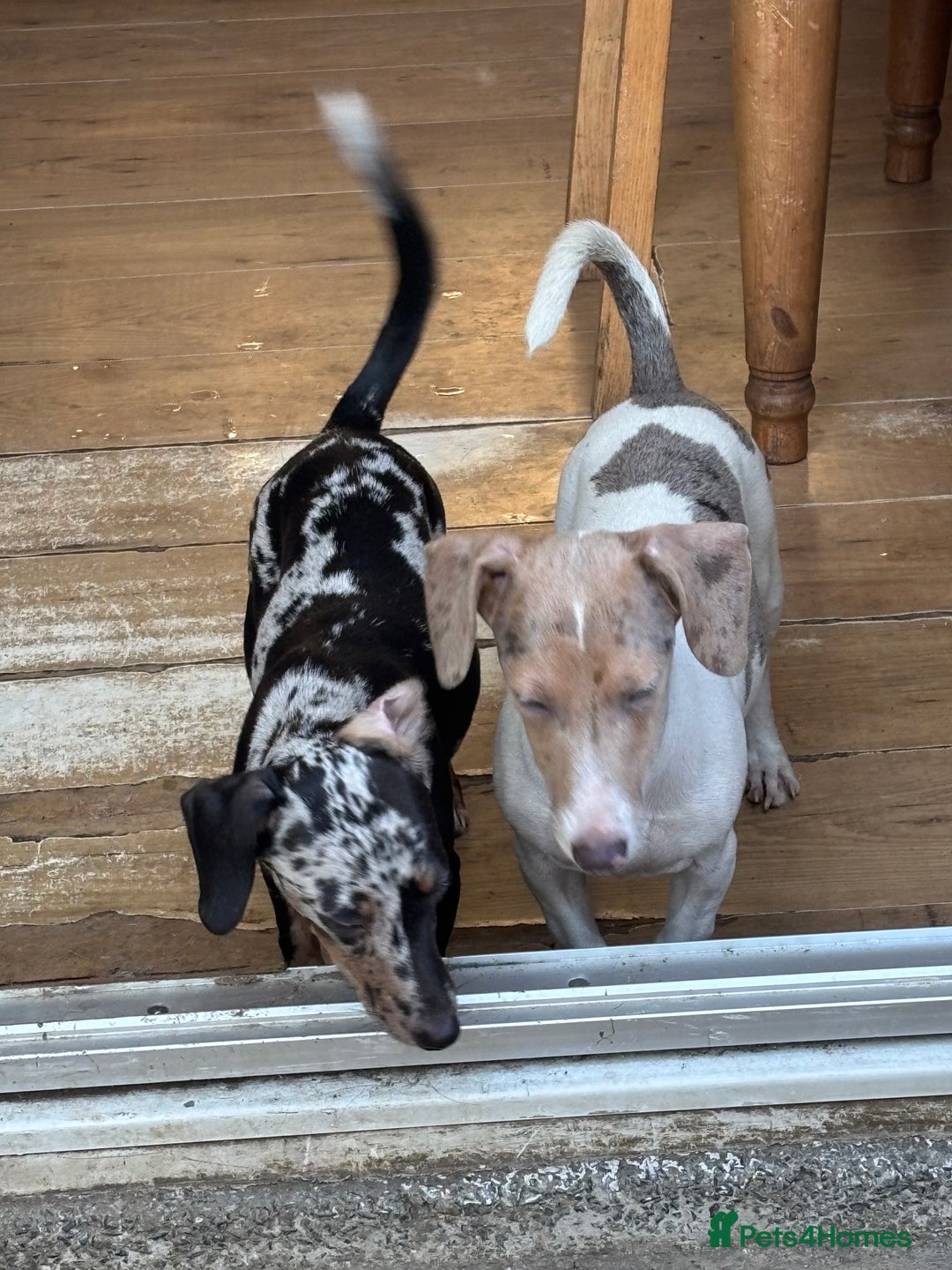 Mixed Breed dogs for sale: 2 beautiful puppy’s  - Image 2