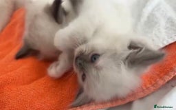 Ragdoll cats for sale: Full Ragdoll Kittens - Both Parents are Pedigree - Image 2