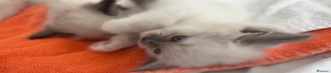 Ragdoll Kitten 3