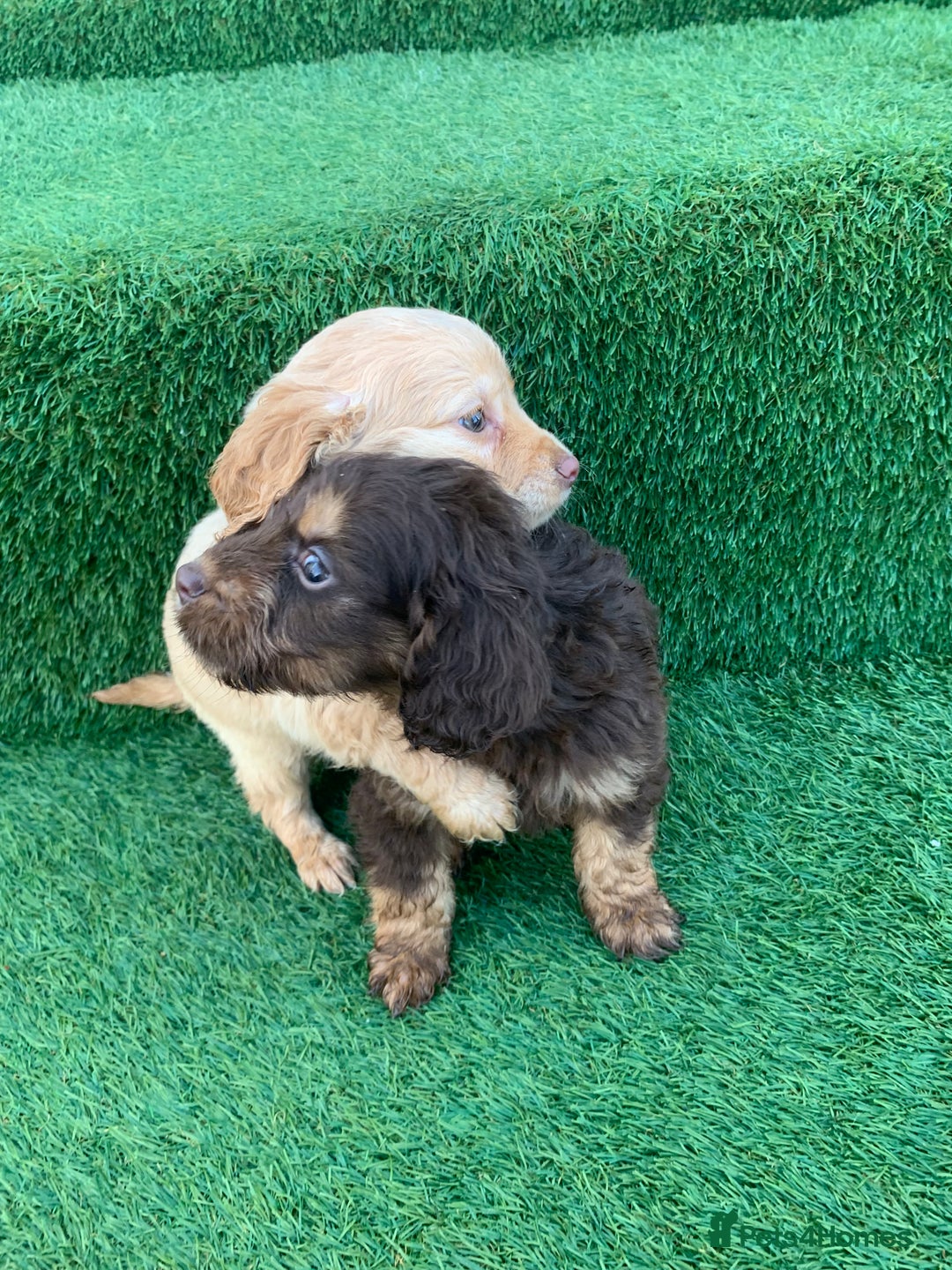 Cockapoo dogs for sale: Cockerpoo puppies  - Advert 9