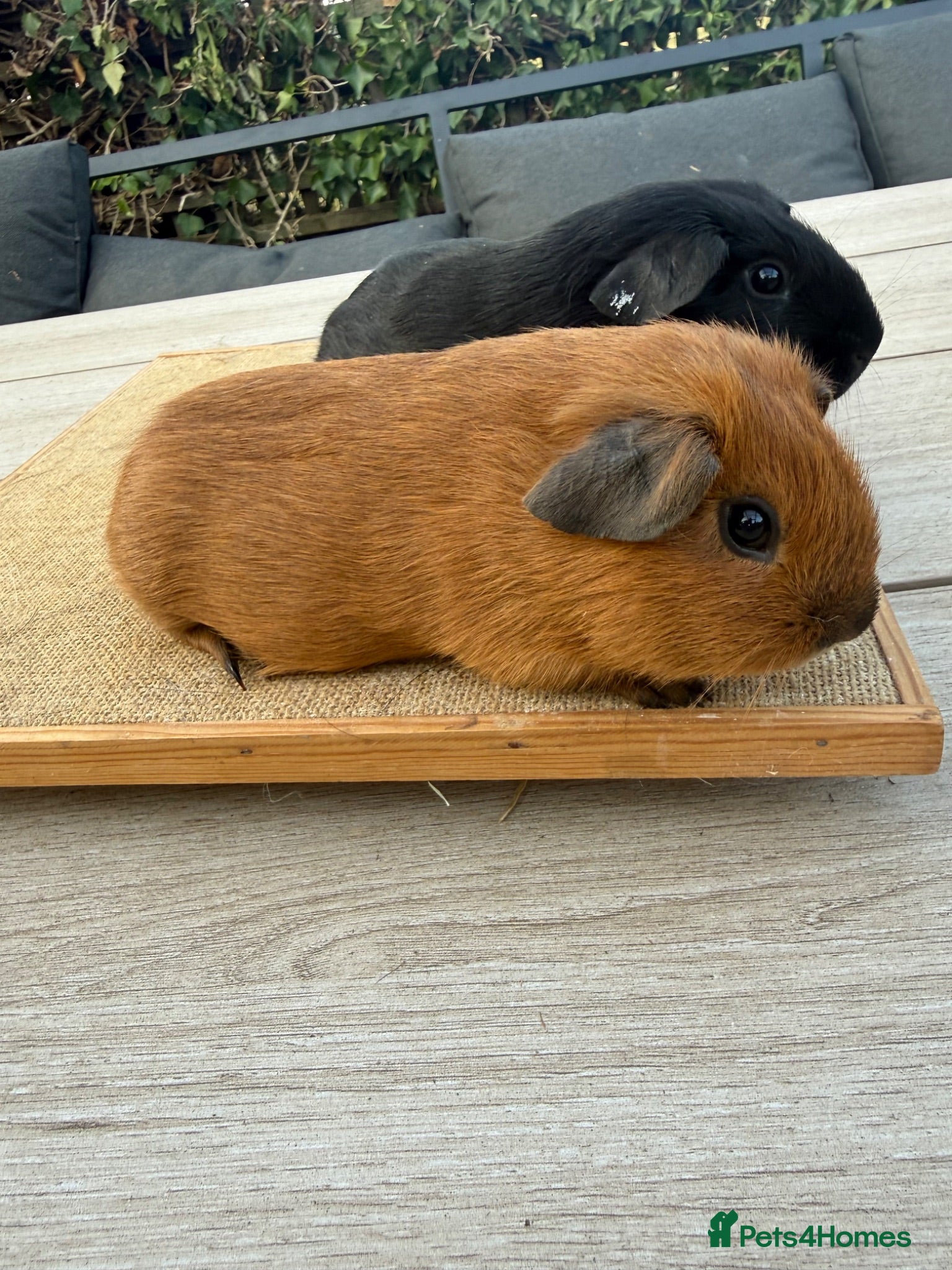 Guinea Pig rodents Pure bred Californian & black baby boars  - Advert 16