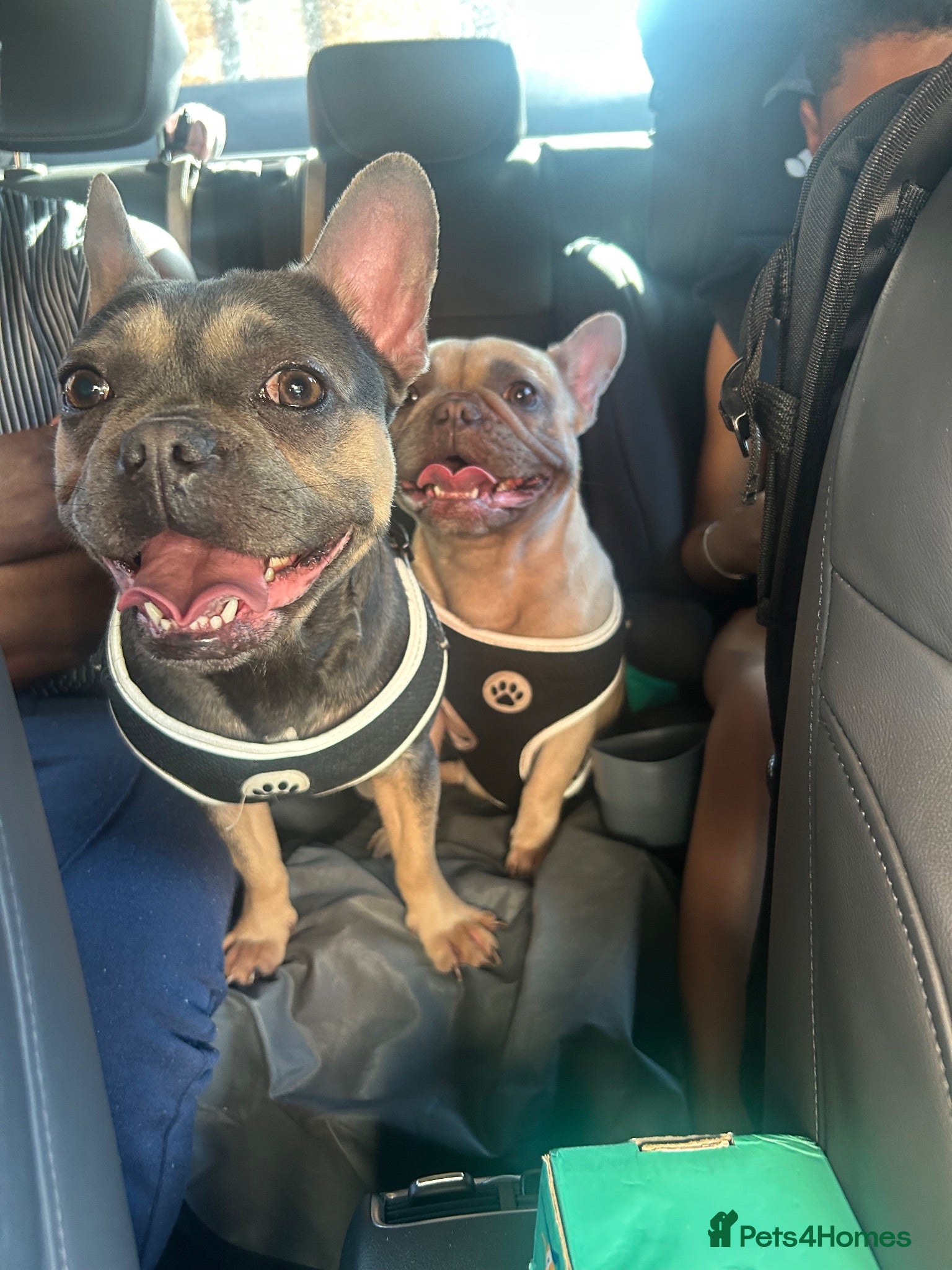 French Bulldog dogs Beautiful Loving French Bulldog Girl - Advert 1