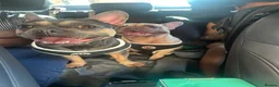 French Bulldog dogs for sale: Beautiful Loving French Bulldog Girl in Milton Keynes - Advert 1