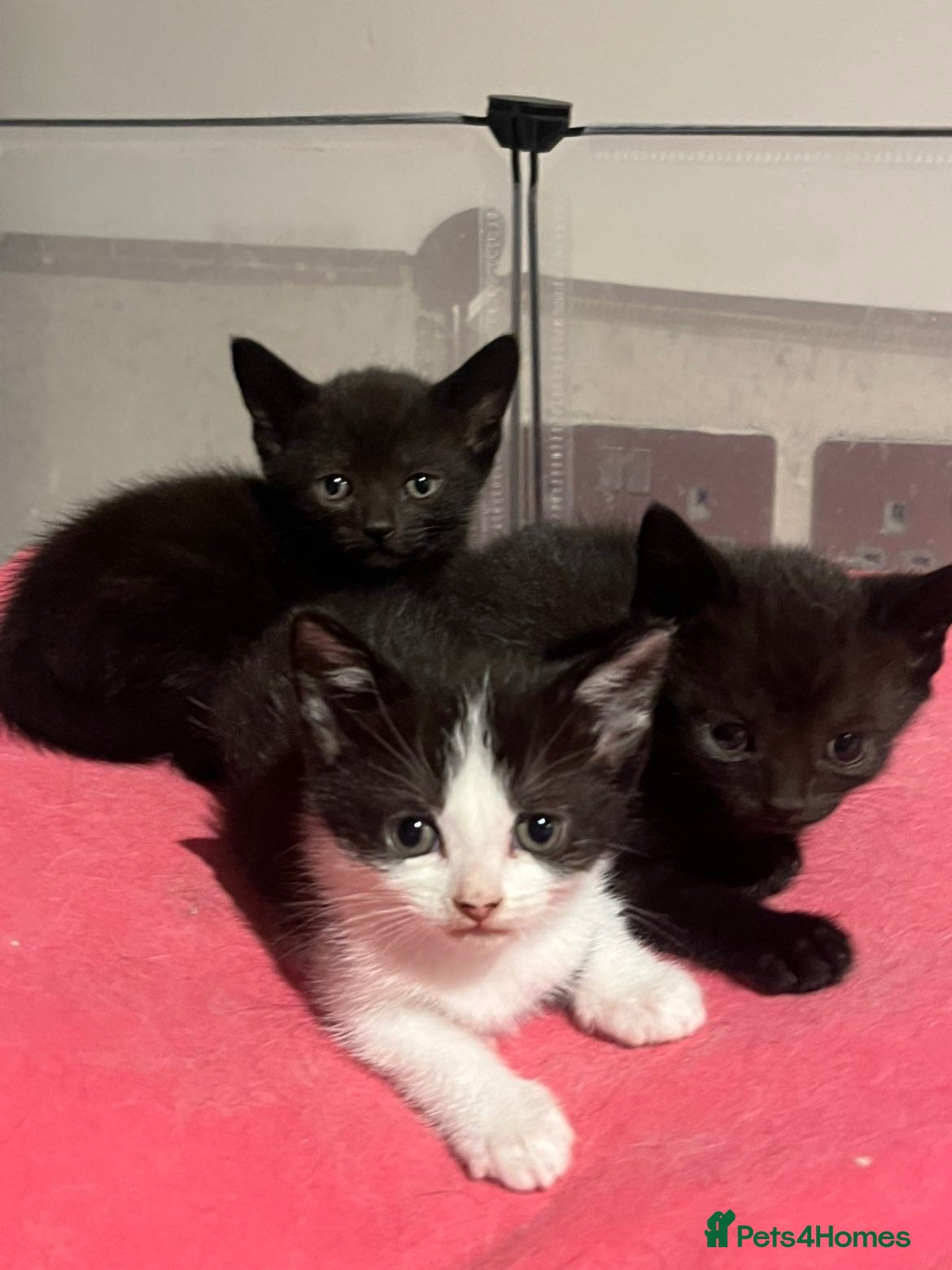 Mixed Breed cats Beautiful part ragdoll kittens  - Advert 3
