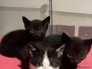 Mixed Breed cats Beautiful part ragdoll kittens - Advert 3