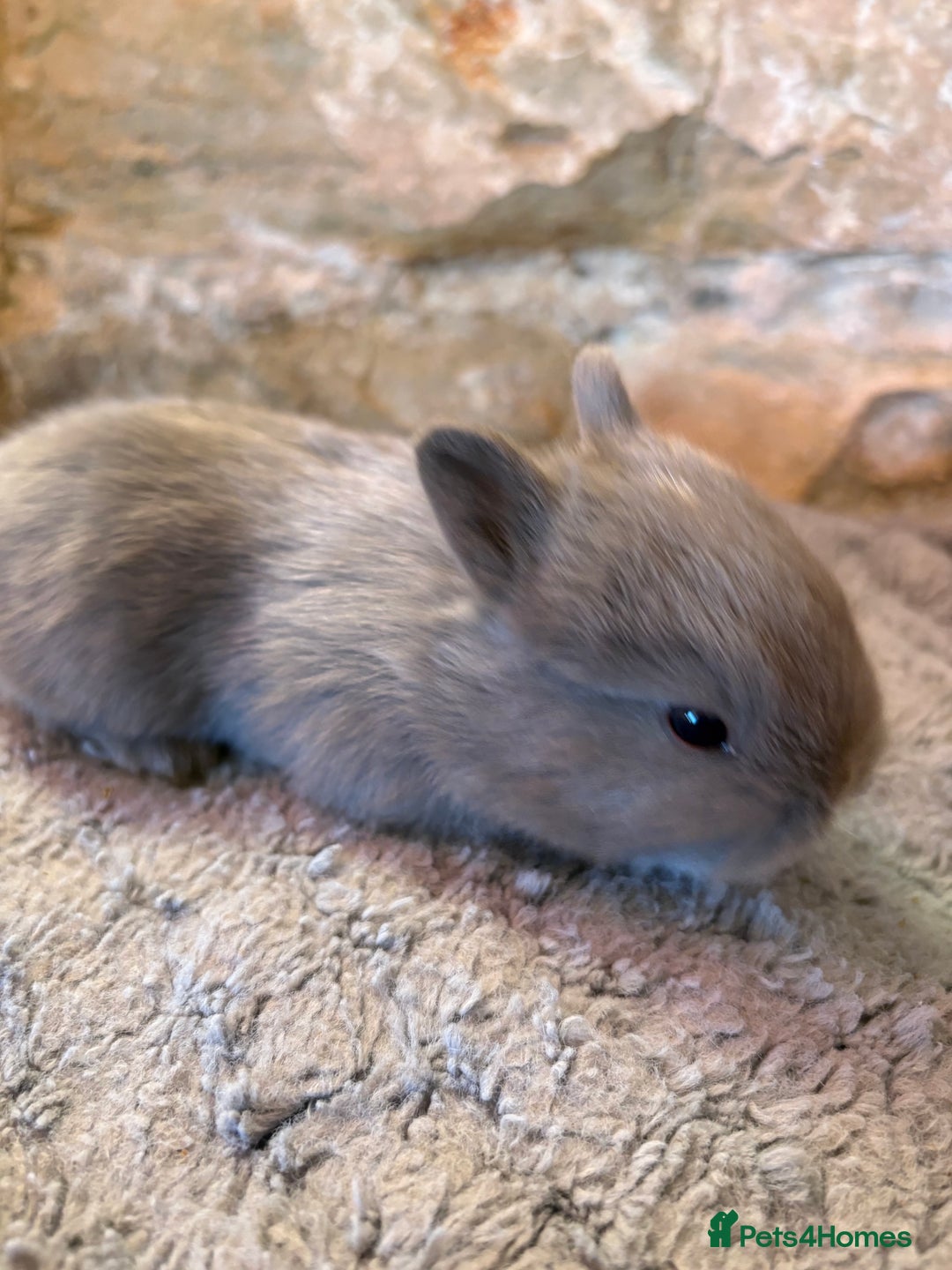 Netherland Dwarf rabbits for sale: Sweet Blue Netherland dwarf bunnies - Advert 6