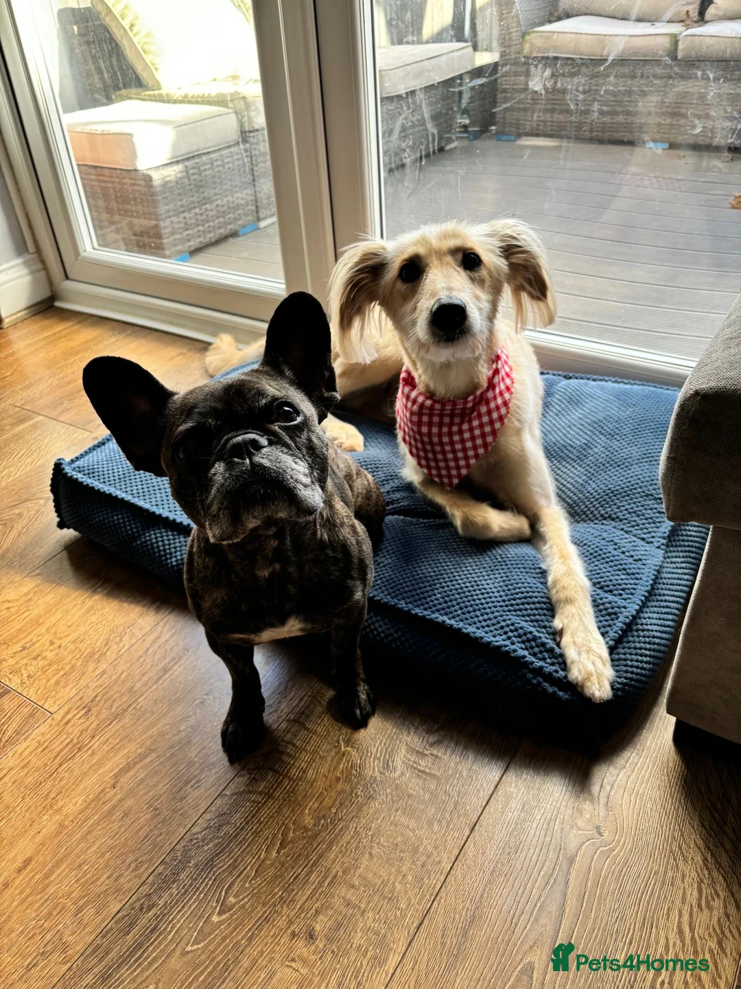 Mixed Breed dogs for sale: Kindest loyal perfect dog - Advert 2