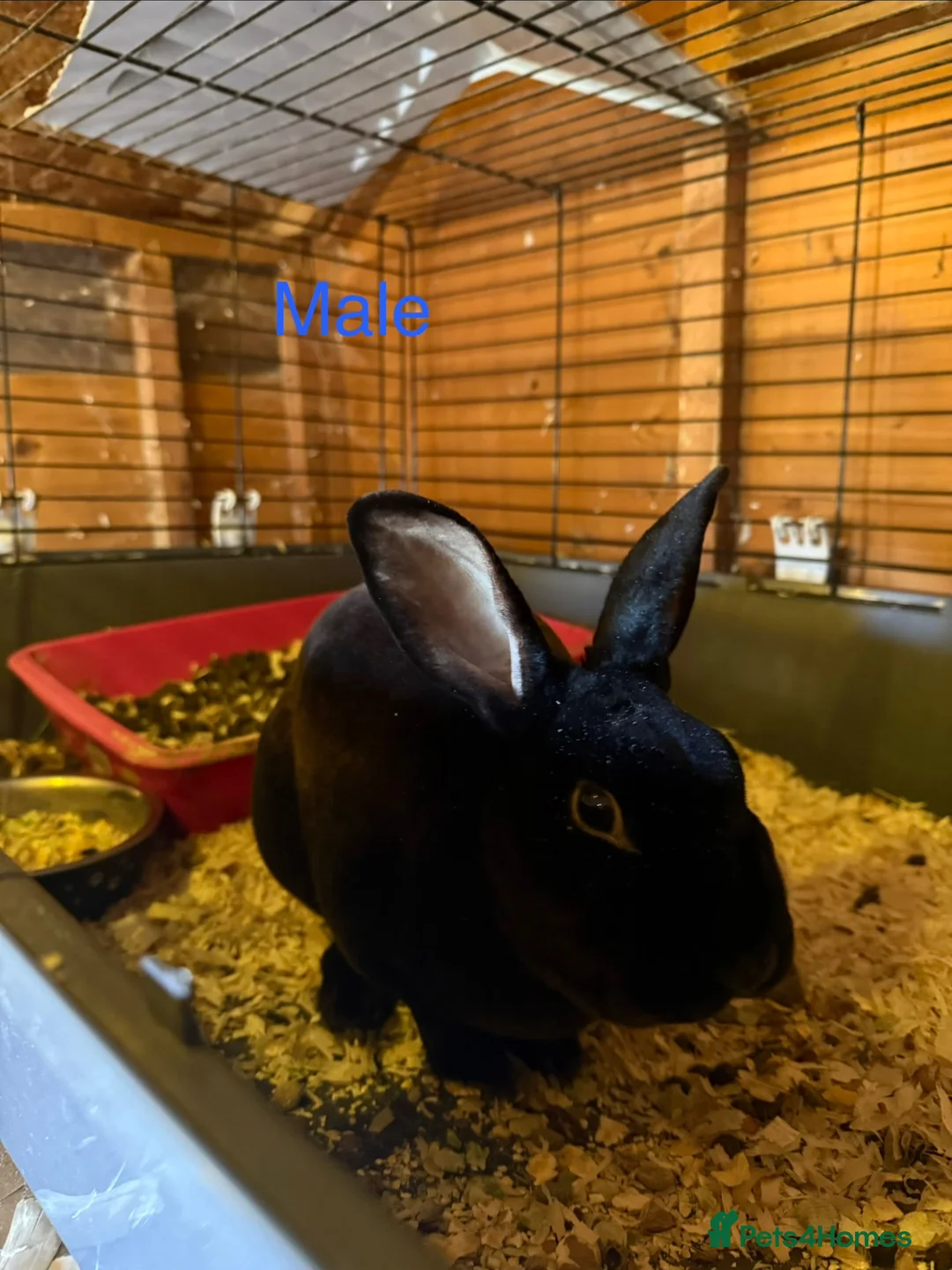 Mixed Breed rabbits for sale: Rabbits for sale - Advert 2