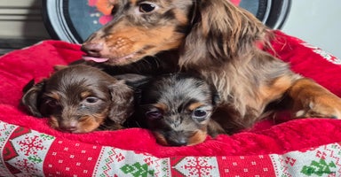 Miniature Dachshund dogs - Advert 10