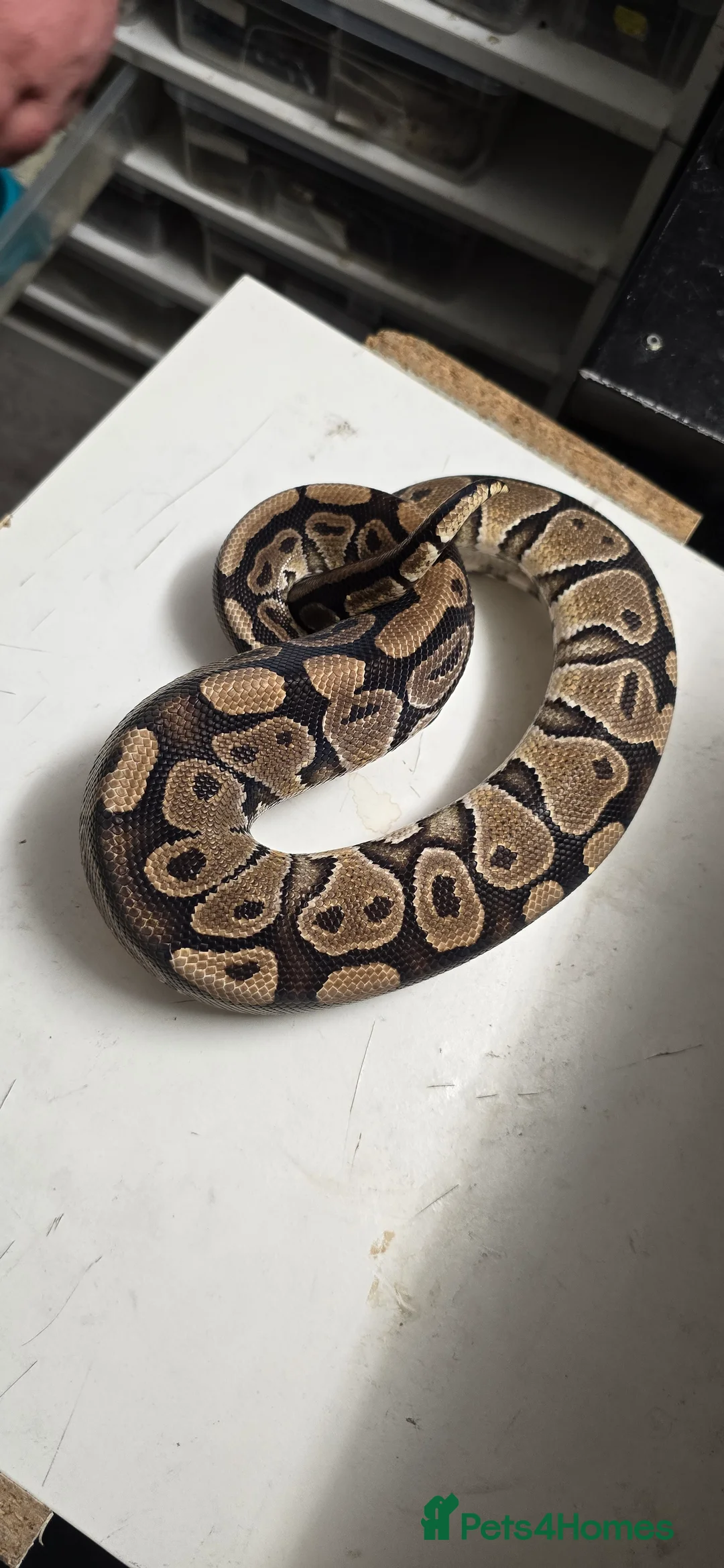 Python Snake reptiles for sale: Various Ball Pythons in Wellingborough - Advert 16